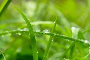 Májusi eső aranyat ér és sok munkát hoz!