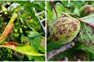 Barackfák bajban: erős gombatámadás fenyeget