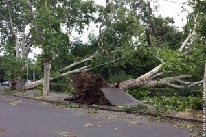 Figyeljük a balesetveszélyes fákat Budapest közterein!