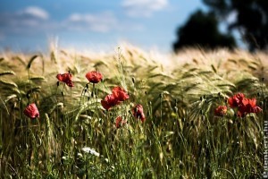 Bemutatkoznak az ősi gabonák: alakor, kamut és tönkölybúza