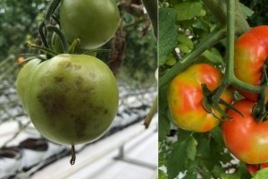 Újabb paradicsomot károsító vírus megjelenésére készülhetünk