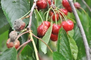 Kevesebb cseresznye terem idén, így drágább is lesz, mint tavaly