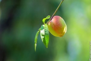 Jobb és olcsóbb lehet a baracktermés 2019-ben