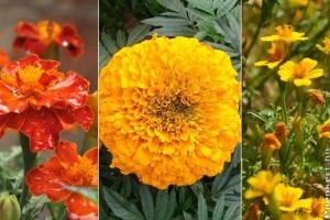 Büdöske: egy virág, ami a nyári forróságot is túléli