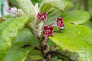 Mintegy 600 növényfaj tűnt el az elmúlt 250 évben