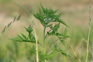 Tovább szigorodik a parlagfű elleni szabályozás