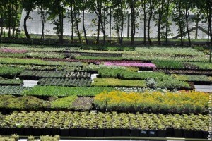 A legnagyobb hazai kertészetek: Oázis, Newgarden, Fitoland