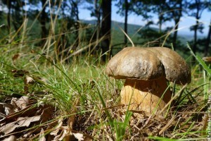 Nyáron nő 2019 gombája a bronzos vargánya