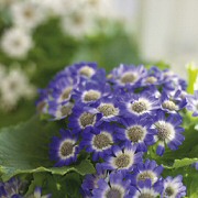 Krizantém: ha ezekre figyelsz, tele lesz virággal