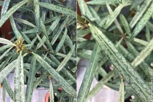 Leander betegségei: így néz ki, amikor takácsatka támadta meg