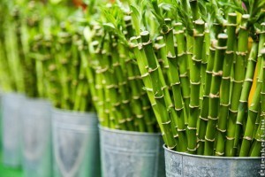 A veszedelmes tigrisszúnyog szerencsebambusszal érkezett