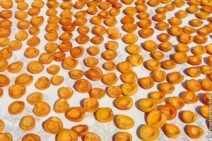 A legfinomabb aszalt sárgabarack házilag