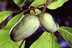 Ismeri a Pawpaw gyümölcsöt?