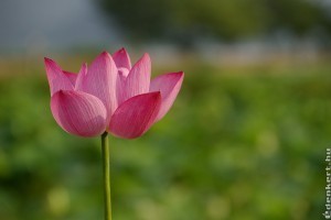 Csodás lótuszmező a szegedi füvészkertben