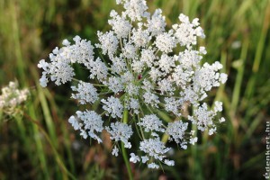 Vigyázzunk az ernyősvirágzatú növényekkel, kiütést okozhatnak