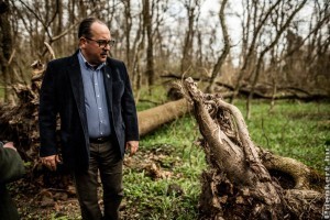 Gyökerestől dőlnek ki a beteg kőrisek a lébényi erdőben