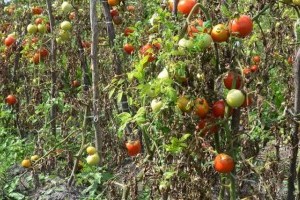 Paradicsomvész kezelése házilag: ezekre jó, ha figyelsz!