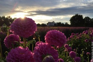 Egymillió dália érkezik Hollandiából a Debreceni Virágkarneválra