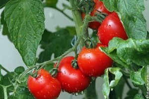 Hogyan gondozzuk a bioparadicsomot, hogy sokat teremjen? Elmondjuk!