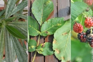 2019 nyár közepére atkás év lett a kertekben