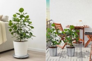 Clusia: fikuszhoz hasonló szobanövény a trópusokról