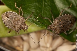 Feketelistán az ázsiai márványospoloska Ausztráliában