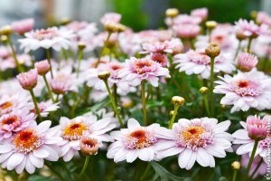 Krizantém árak 2019 őszén