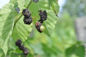 Nyár végi dőzsölés a kertben: gombák, molyok, poloskák mindenhol