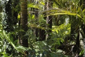 Az amazóniai erdőirtás jelentősen növeli a térség hőmérsékletét