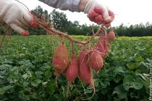 Batáta (édesburgonya): mikor szabad felszedni?