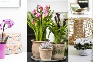 Top 10 virágos szobanövény