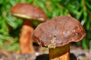 10 őszi ehető, mérgező gomba képekkel