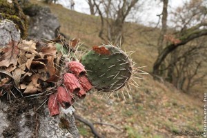 Invazív Amerikai fügekaktusz telepedett meg a Vértesben
