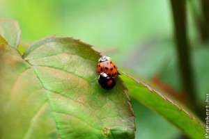 Harlekinkatica: barát vagy ellenség?