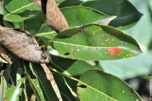 Sokat veszít, aki kihagyja az utolsó permetezést a gyümölcsösben