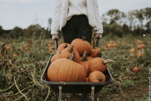 A halloween tököt meg lehet enni?