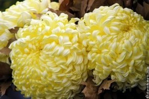 Halottak napja - Sok a krizantém a piacokon, jelentős áremelkedés nem várható