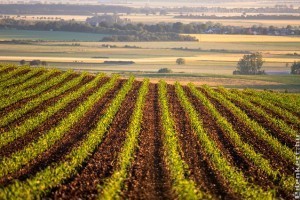 Az intenzív mezőgazdálkodás elpusztítja a természetet!