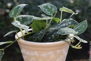 A légtisztító szobanövényeknél hatékonyabb egy szellőztetés