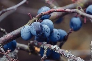 Ezeket a gyümölcsöket, gyógynövényeket lehet novemberben gyűjteni