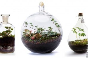 Florárium: miniatűr önfenntartó esőerdők a lakásban
