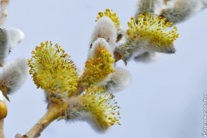 Mi legyen 2020 fája: juhar, fűz vagy nyár?