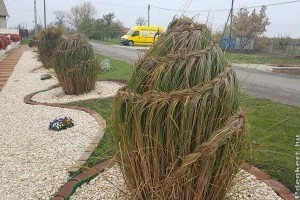 Miért kell télire összekötni, fonni a pampafüvet?