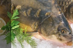Édesvízi halak: vissza az asztalra!