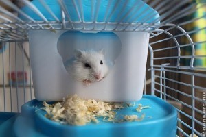 Milyen körülmények között tartsunk hörcsögöt vagy más rágcsálót?