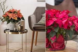 Mikulásvirág: csodás új színárnyalatok a piacon