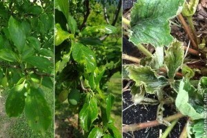 Növényi vírusok - hogyan védekezzünk ellenük?