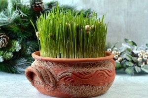 Így vesd el a Luca-búzát, hogy karácsonyra csodás legyen