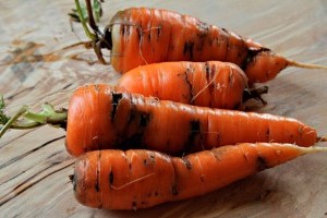 Ha hagymaolajat párologtatunk, távol marad a kerttől a répalégy