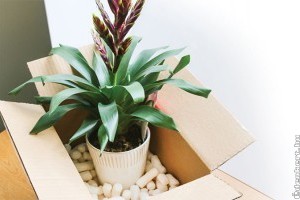 Hogyan költöztessük a növényeinket?